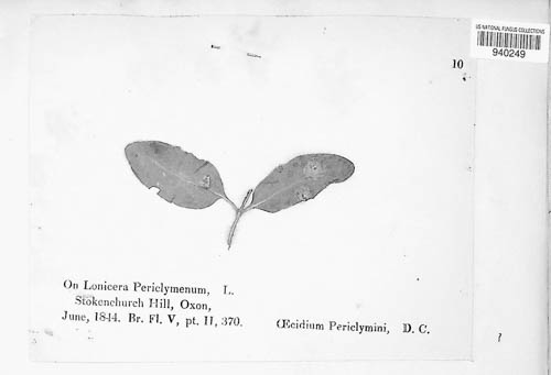 Puccinia festucae image